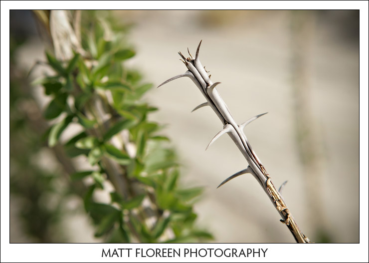 20081222-0314-anza-borrego.jpg