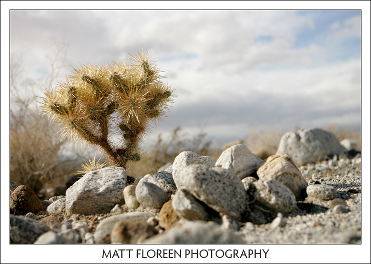 20081222-0317-anza-borrego.jpg